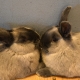 Dva hnědošedí králíci s hlavami u sebe. 